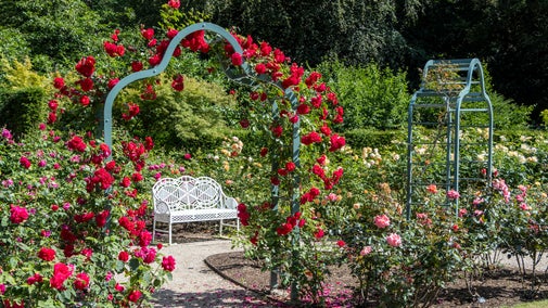 Red roses and arch in a flower garden